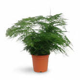 Asparagus setaceus – Fougère d’Asperge - Verdeia