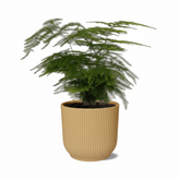 Asparagus setaceus – Fougère d’Asperge - Verdeia