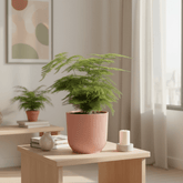 Asparagus setaceus – Fougère d’Asperge - Verdeia