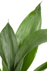 Aspidistra elatior – Langue de belle - mère japonaise - Verdeia