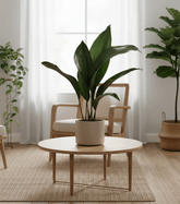 Aspidistra elatior – Langue de belle - mère japonaise - Verdeia