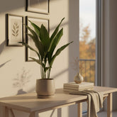 Aspidistra elatior – Langue de belle - mère japonaise - Verdeia