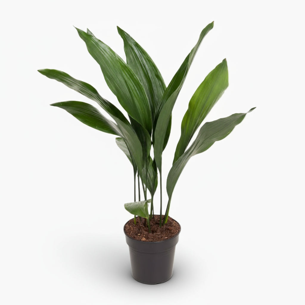 Aspidistra elatior – Langue de belle - mère japonaise - Verdeia