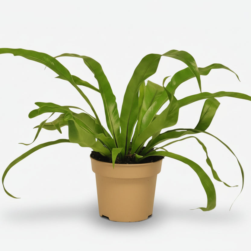 Asplenium Antiquum — Fougère nid d&