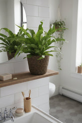 Asplenium Antiquum — Fougère nid d&