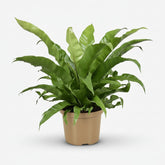 Asplenium Antiquum — Fougère nid d&