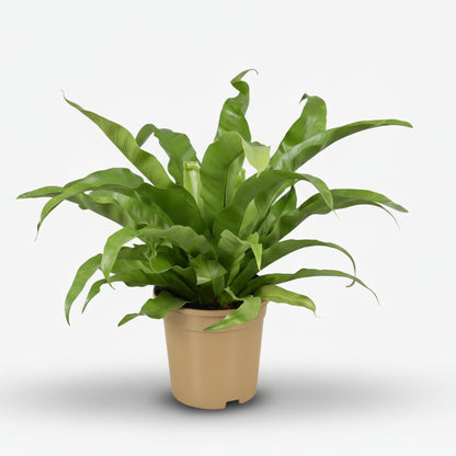 Asplenium Antiquum — Fougère nid d&