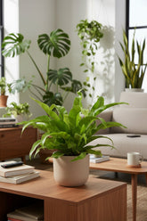 Asplenium Antiquum — Fougère nid d&