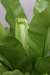 Asplenium Antiquum — Fougère nid d&