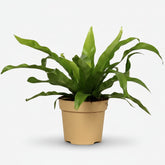 Asplenium Antiquum — Fougère nid d&