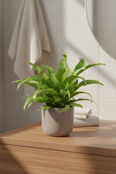 Asplenium Antiquum — Fougère nid d&