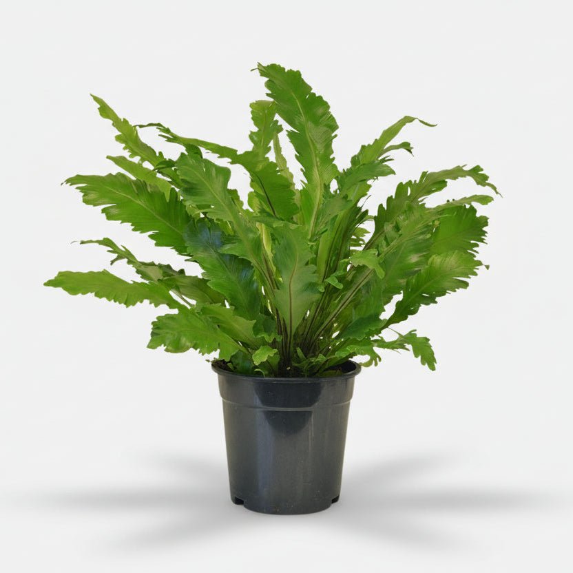 Asplenium Campio — Fougère nid d&