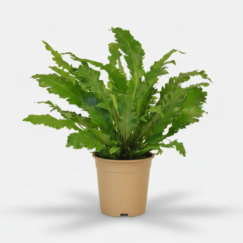 Asplenium Campio — Fougère nid d&