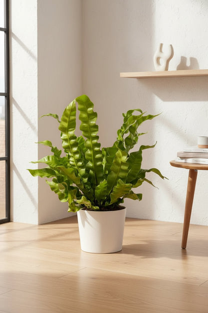 Asplenium Crispy Wave — Fougère nid d&