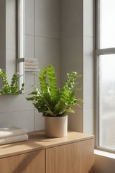 Asplenium Crispy Wave — Fougère nid d&