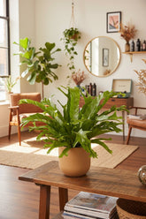 Asplenium Nidus Crissie — Fougère nid d&