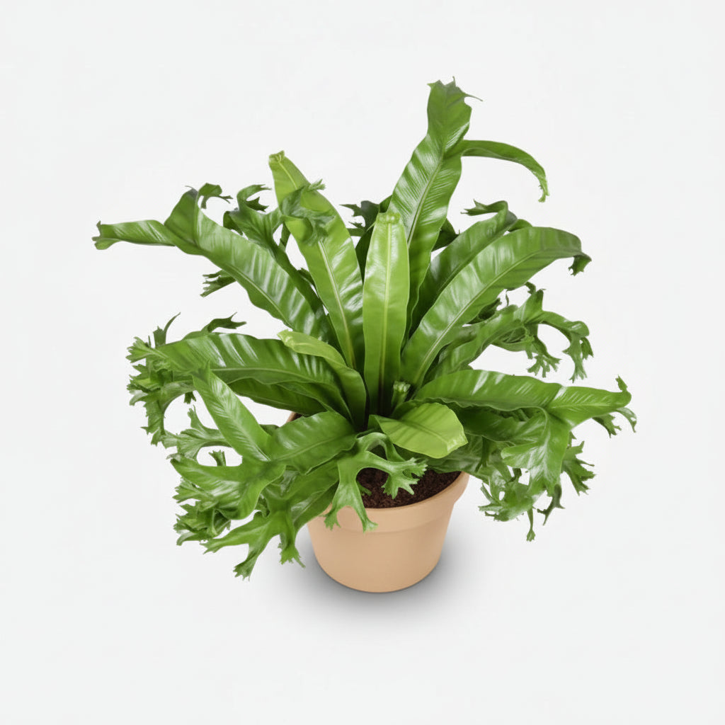 Asplenium Nidus Crissie — Fougère nid d&