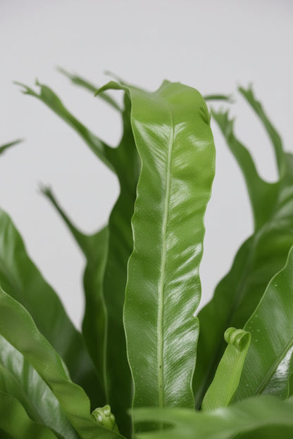 Asplenium Nidus Crissie — Fougère nid d&