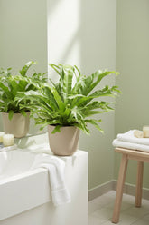 Asplenium Nidus Crissie — Fougère nid d&