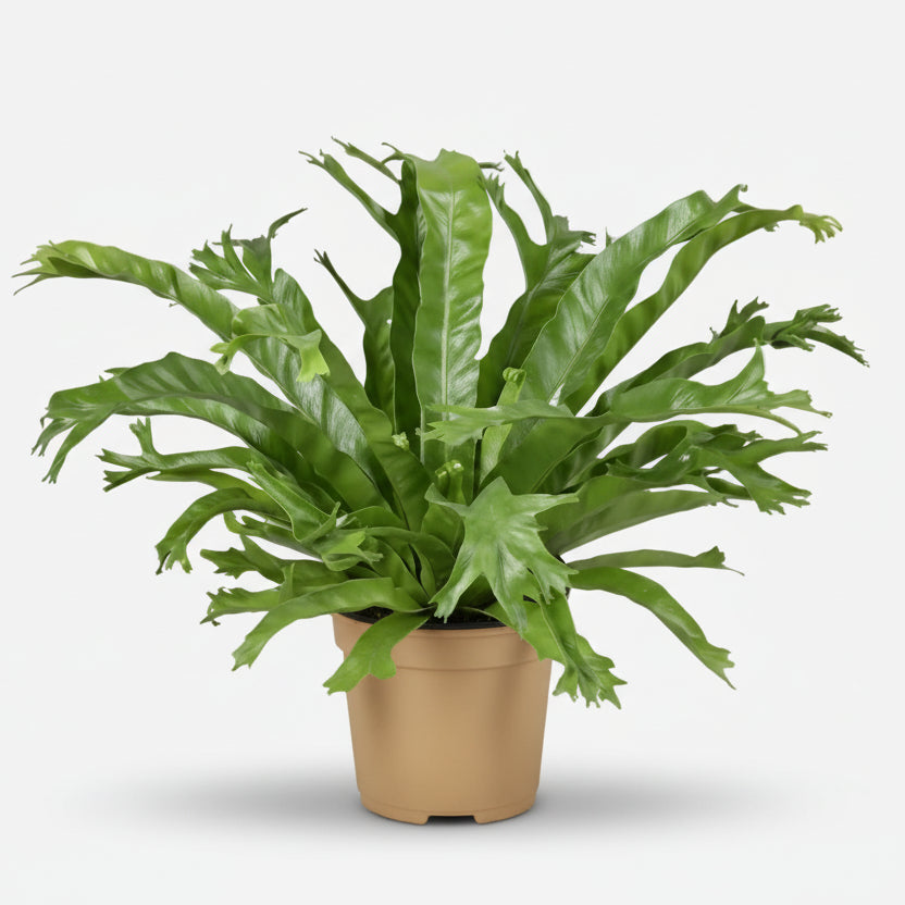 Asplenium Nidus Crissie — Fougère nid d&