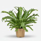 Asplenium Nidus Crissie — Fougère nid d&