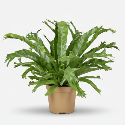 Asplenium Nidus Crissie — Fougère nid d&