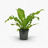 Asplenium nidus – Fougère nid d’oiseau - Verdeia