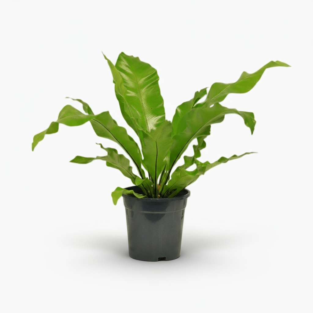 Asplenium nidus – Fougère nid d’oiseau - Verdeia