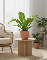 Asplenium nidus – Fougère nid d’oiseau - Verdeia