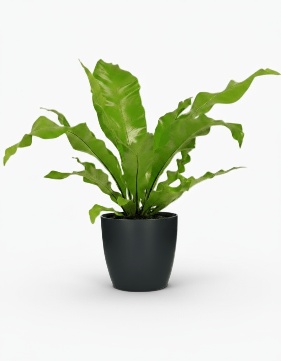 Asplenium nidus – Fougère nid d’oiseau - Verdeia