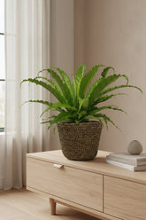 Asplenium Osaka avec pot Selin — Fougère nid d&