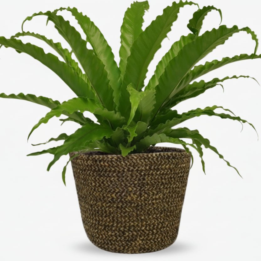 Asplenium Osaka avec pot Selin — Fougère nid d&