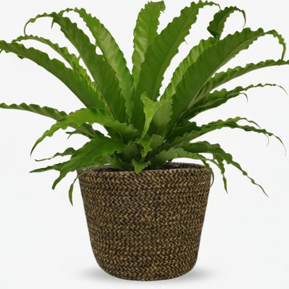 Asplenium Osaka avec pot Selin — Fougère nid d&