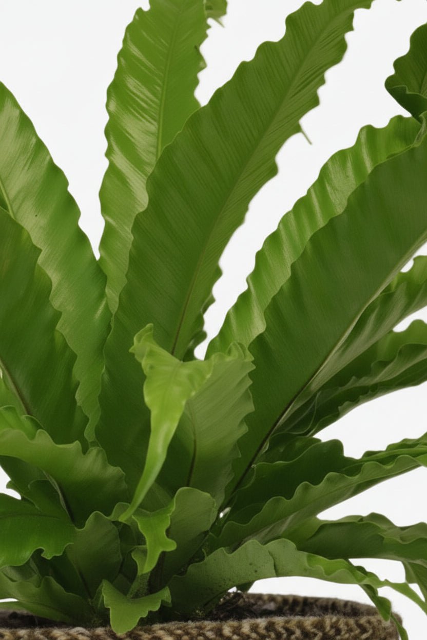 Asplenium Osaka avec pot Selin — Fougère nid d&