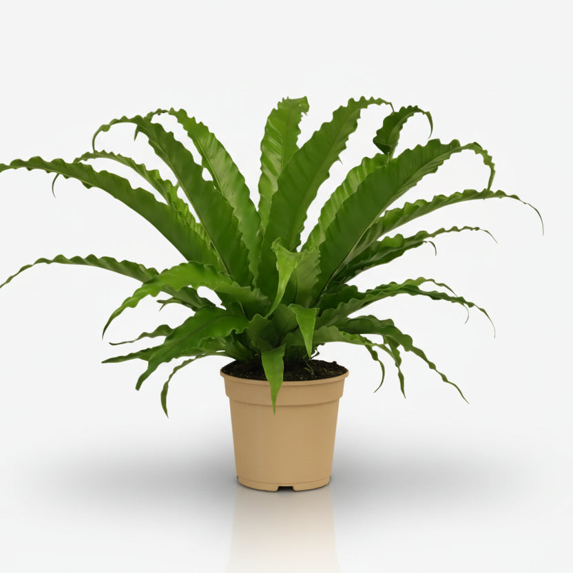 Asplenium Osaka — Fougère nid d&