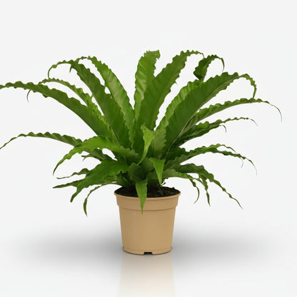 Asplenium Osaka — Fougère nid d&