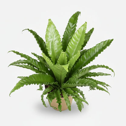 Asplenium Osaka — Fougère nid d&