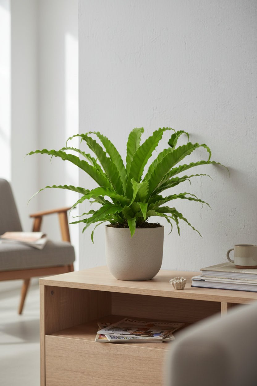 Asplenium Osaka — Fougère nid d&