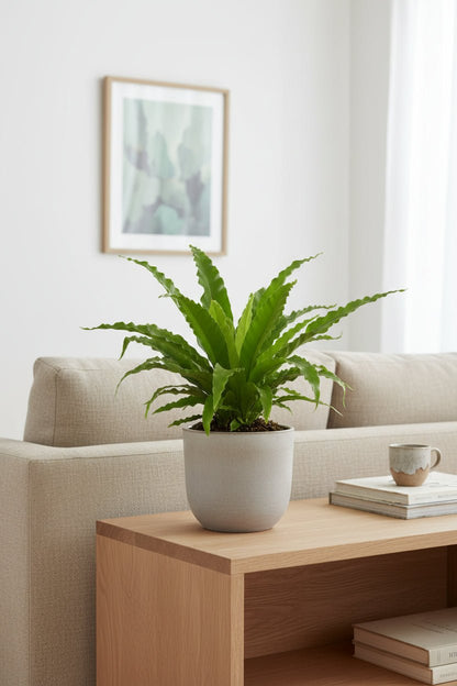 Asplenium Osaka — Fougère nid d&