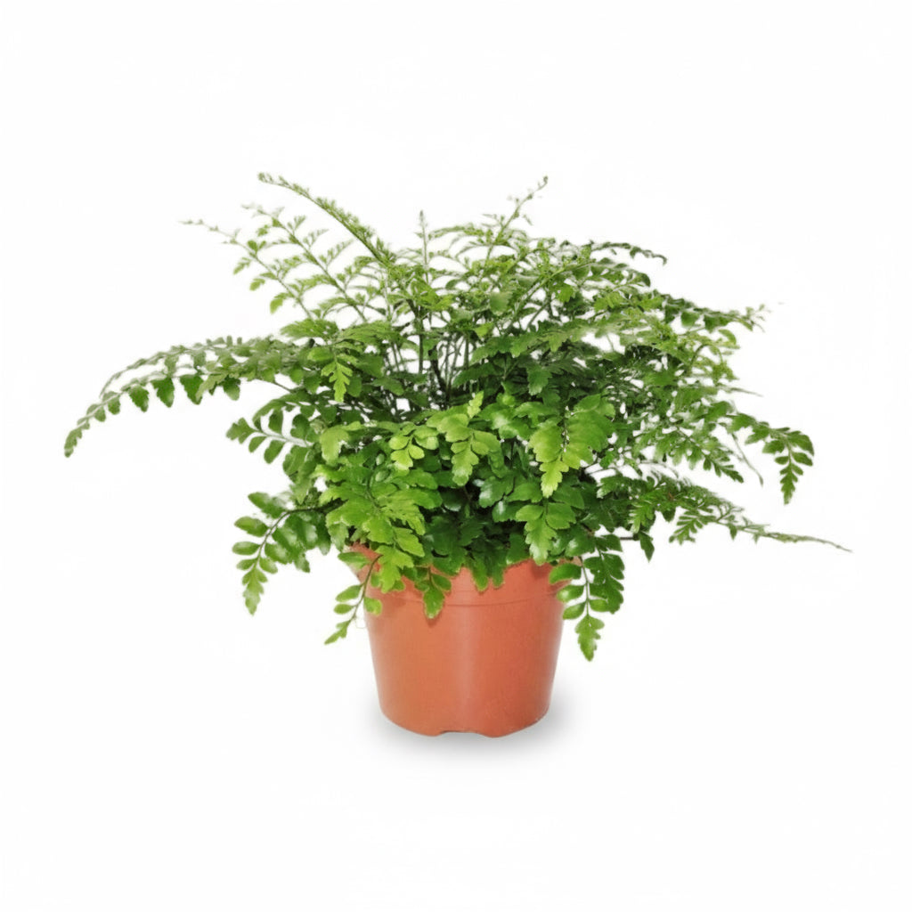 Asplenium ‘Parvati’ – Fougère tropicale d’intérieur - Verdeia
