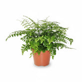 Asplenium ‘Parvati’ – Fougère tropicale d’intérieur - Verdeia