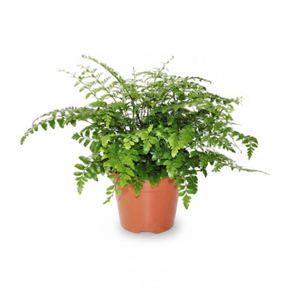 Asplenium ‘Parvati’ – Fougère tropicale d’intérieur - Verdeia
