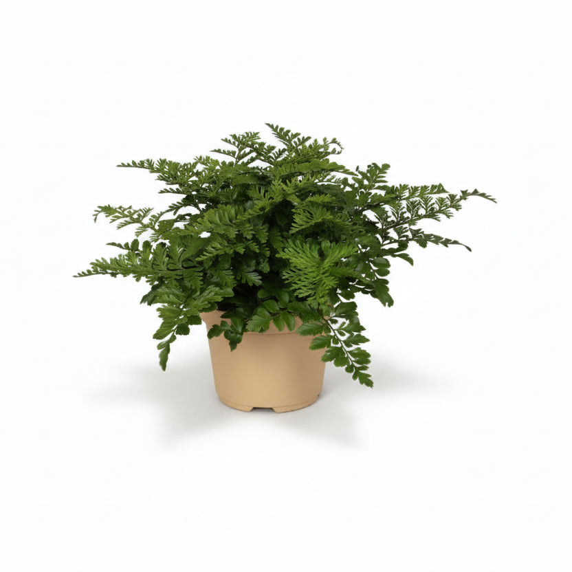 Asplenium ‘Parvati’ – Fougère tropicale d’intérieur - Verdeia