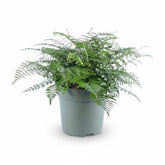 Asplenium ‘Parvati’ – Fougère tropicale d’intérieur - Verdeia