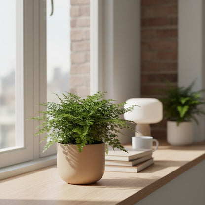 Asplenium ‘Parvati’ – Fougère tropicale d’intérieur - Verdeia