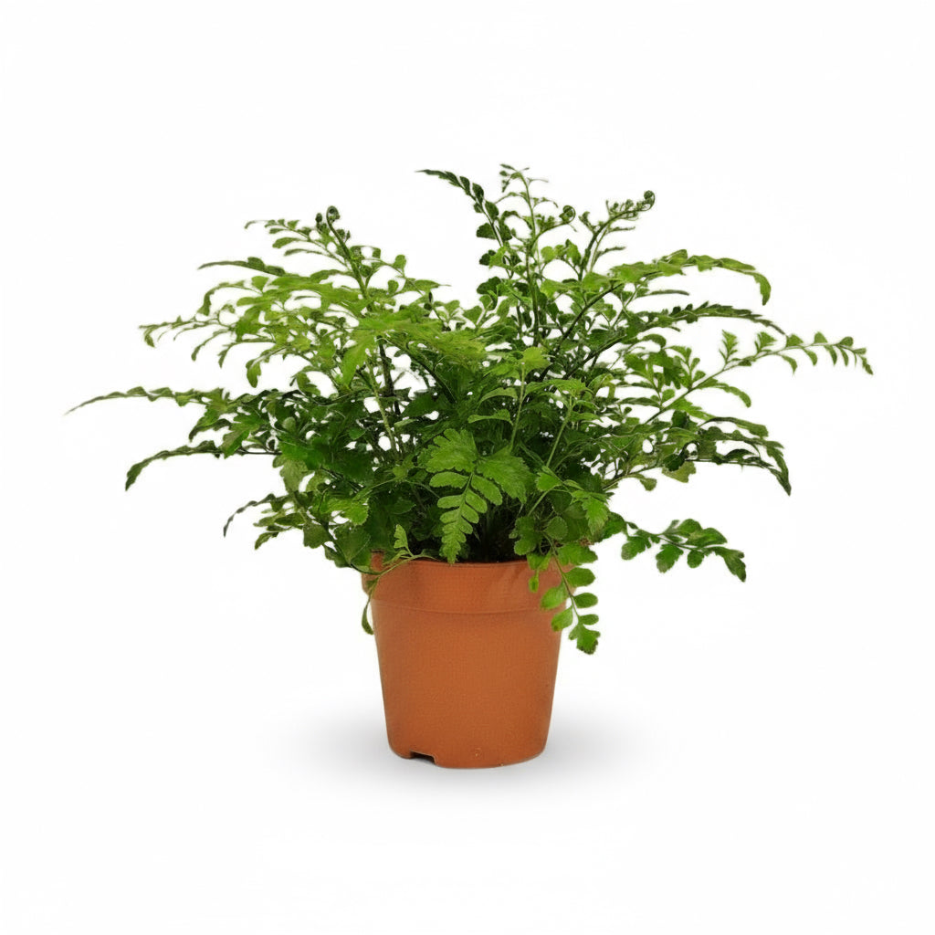 Asplenium ‘Parvati’ – Fougère tropicale d’intérieur - Verdeia