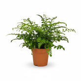 Asplenium ‘Parvati’ – Fougère tropicale d’intérieur - Verdeia