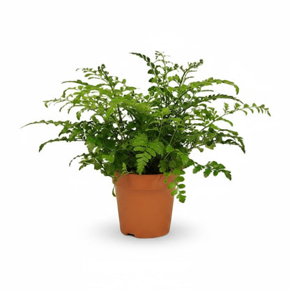 Asplenium ‘Parvati’ – Fougère tropicale d’intérieur - Verdeia