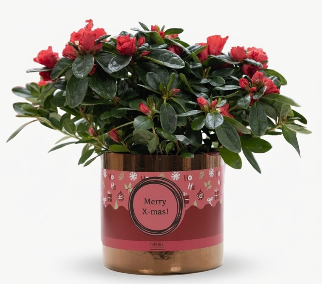 Azalée rouge – Spécial Noël – Pot céramique bronze (Ø12 x H25 cm) - Verdeia
