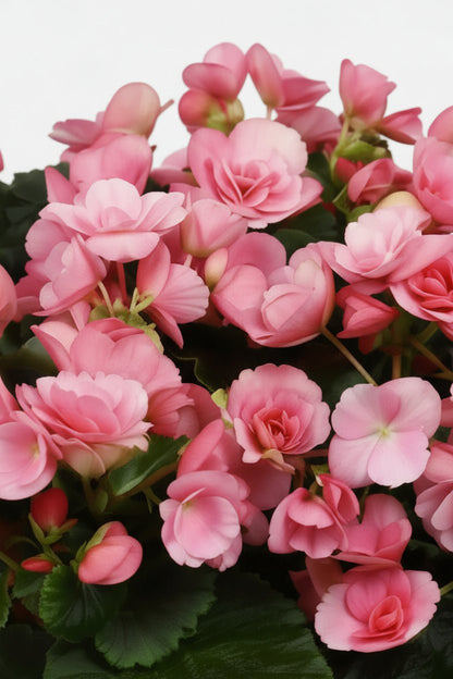 Begonia Betulia &